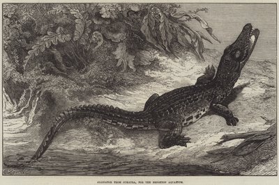 Alligator de Sumatra, pour l